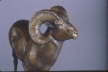 Bighorn